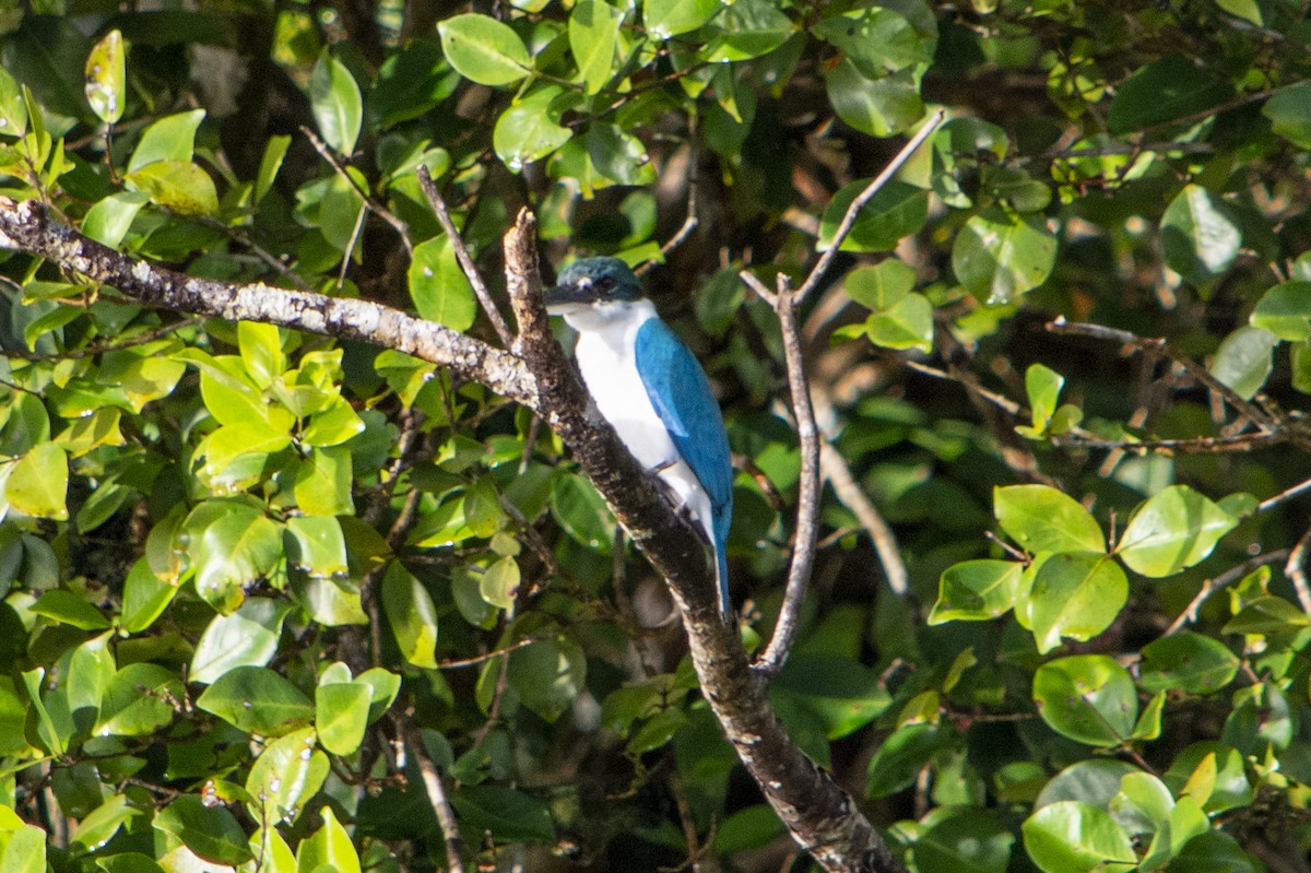 Collared Kingfisher - ML445012501
