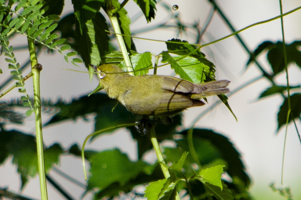 Caroline Islands White-eye - ML445012731