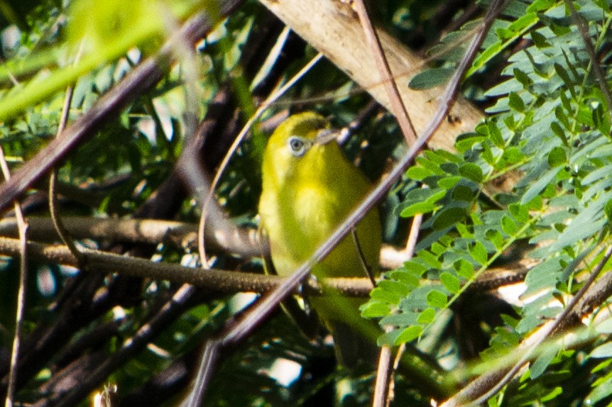 Caroline Islands White-eye - ML445012741
