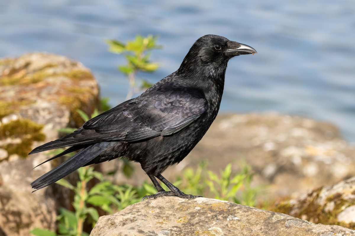Carrion Crow (Western) - Alexis Lours