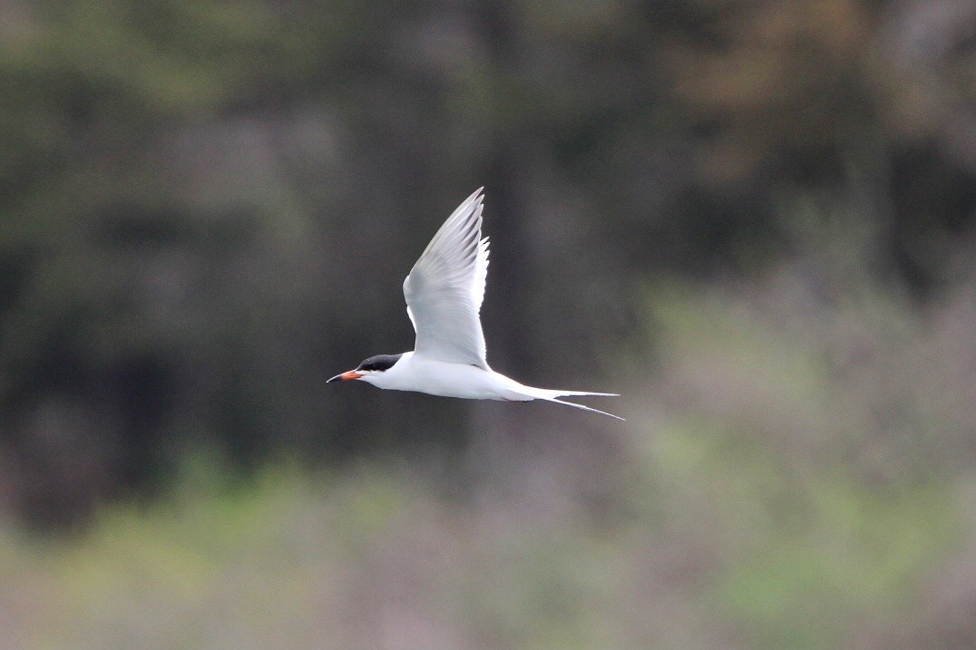 Forster's Tern - ML445015501