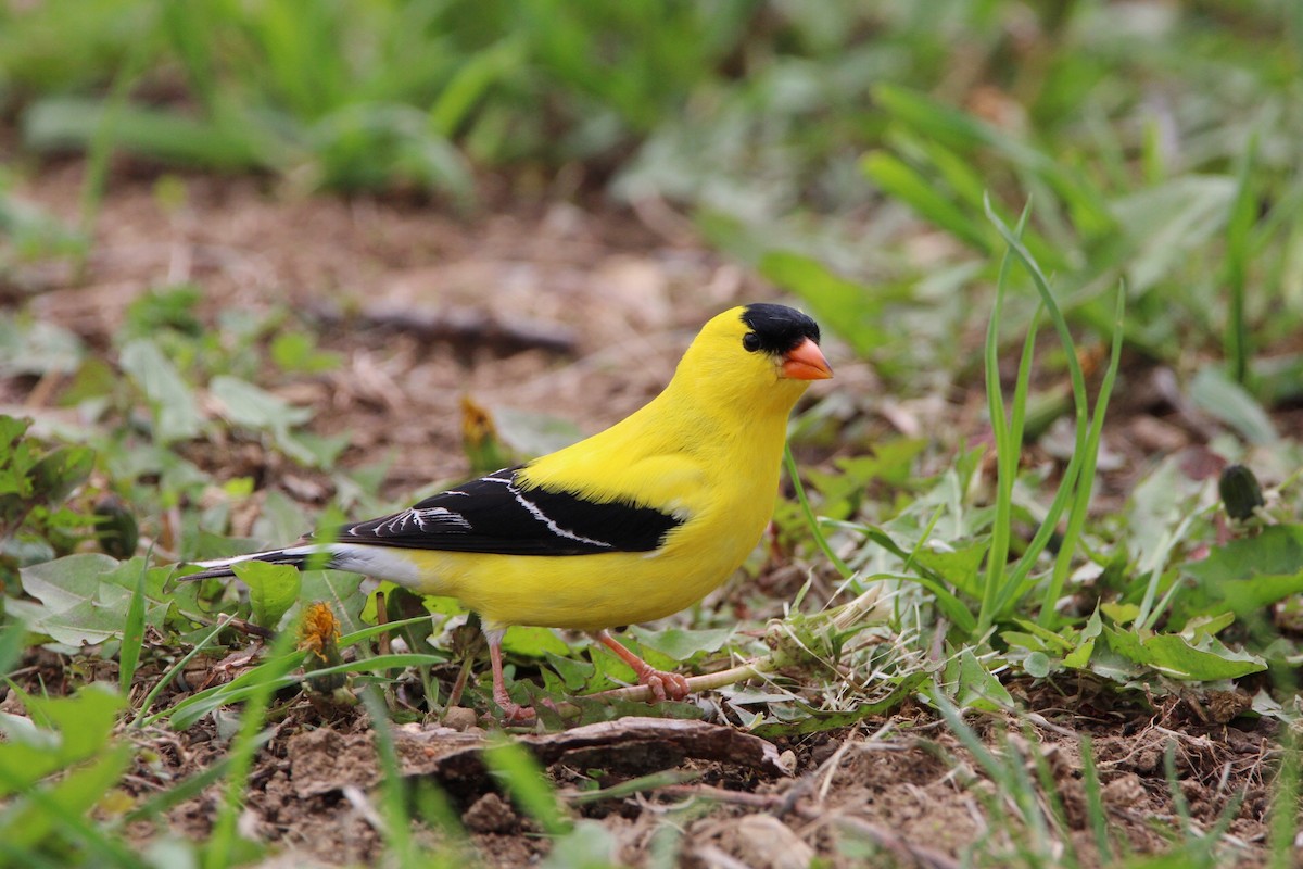 Chardonneret jaune - ML445015571