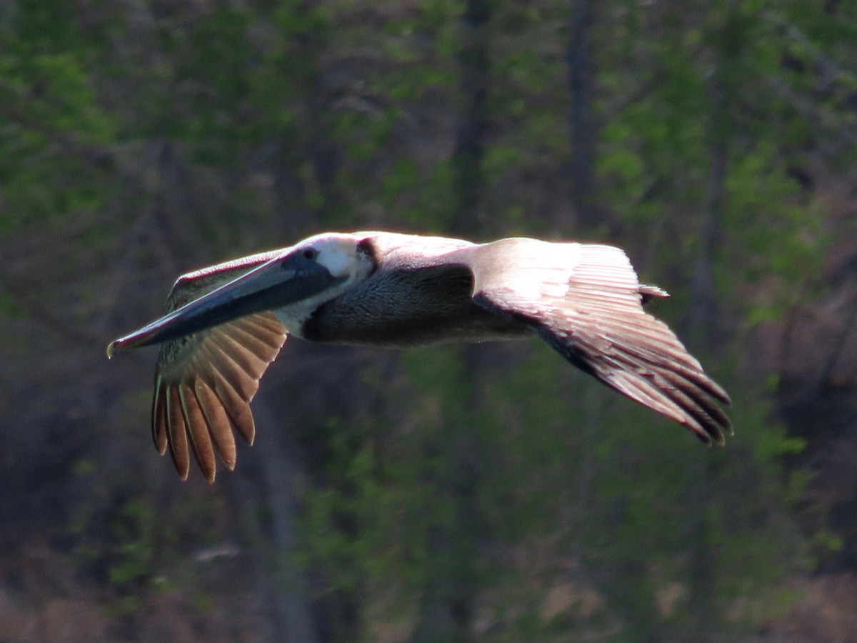 pelikán hnědý - ML445016831