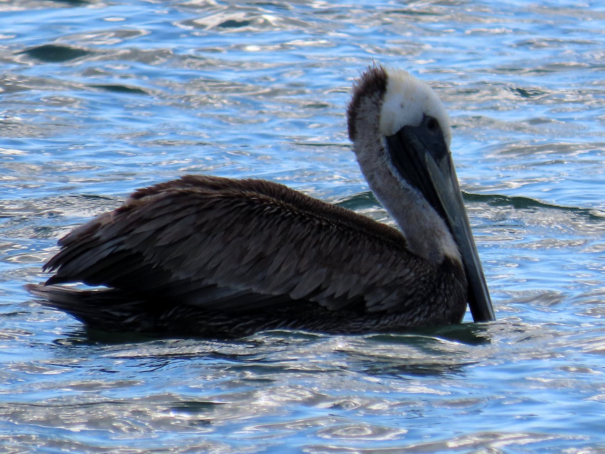 pelikán hnědý - ML445016961