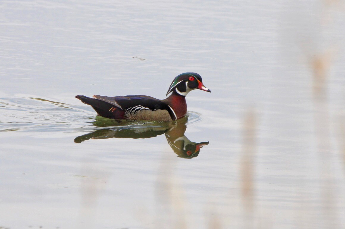 Wood Duck - ML445016981