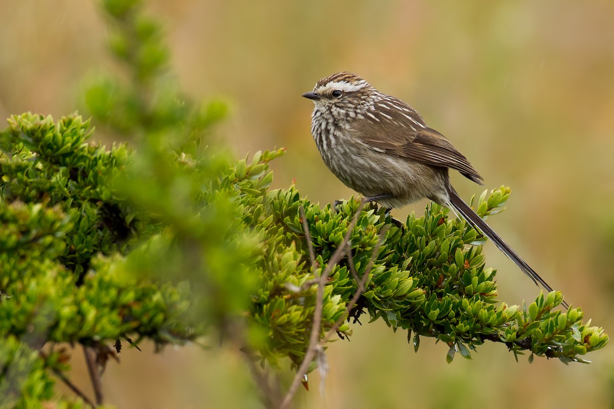 Andean Tit-Spinetail - Dubi Shapiro