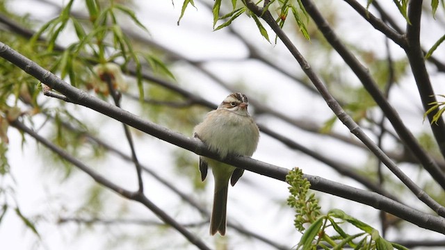 Clay-colored Sparrow - ML445018251