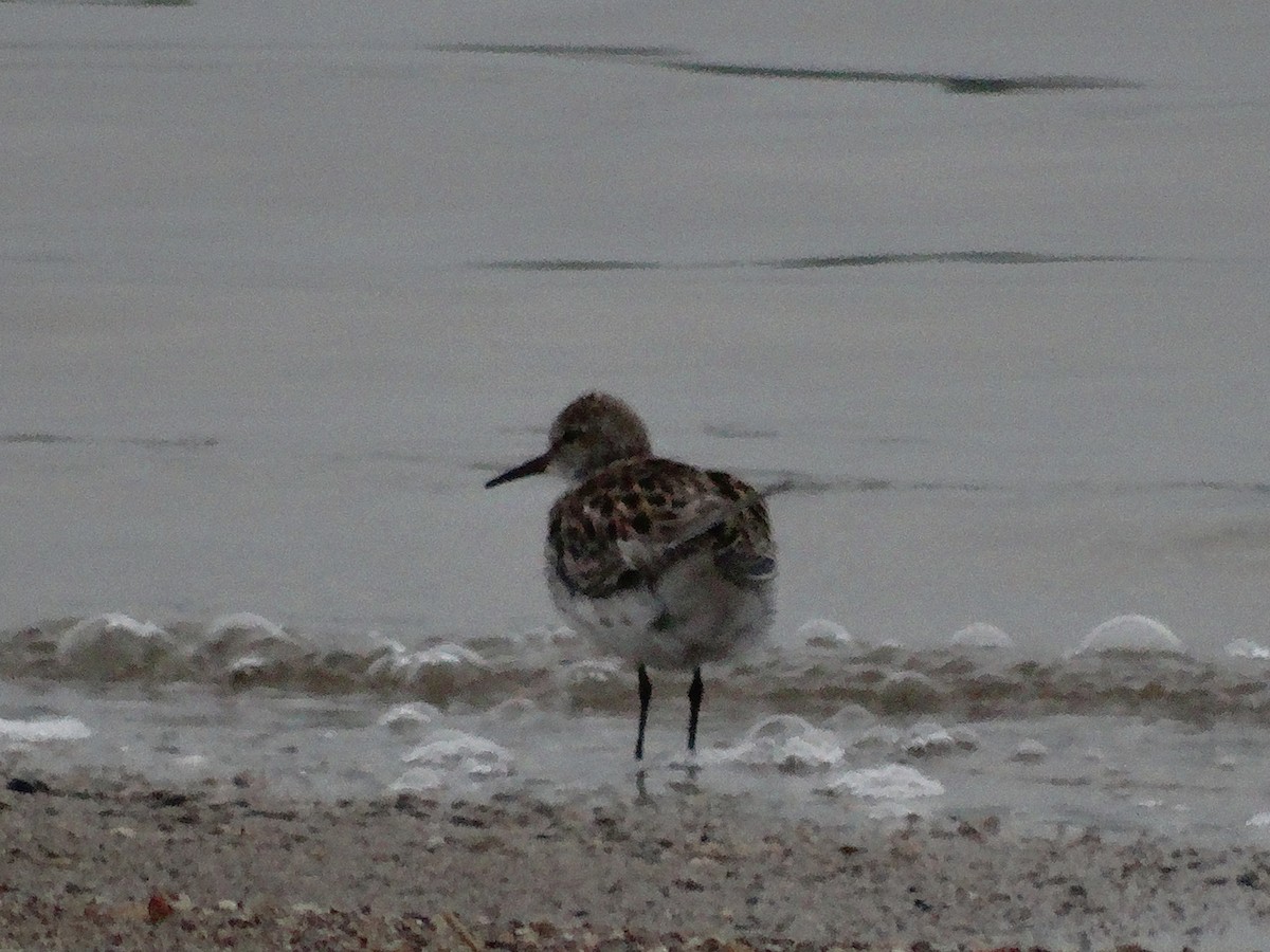 Western Sandpiper - ML445019231