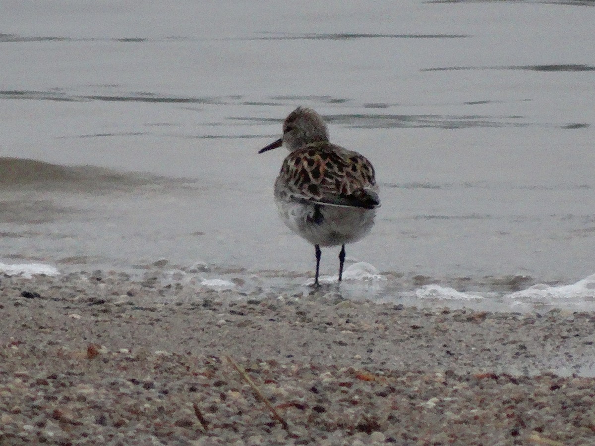 Western Sandpiper - ML445019421