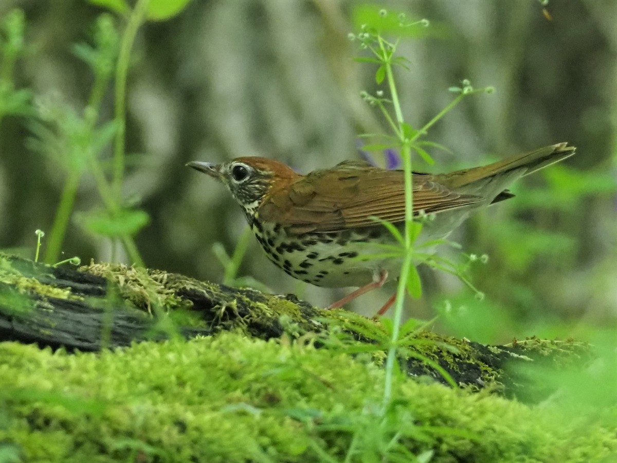 Wood Thrush - ML445019731