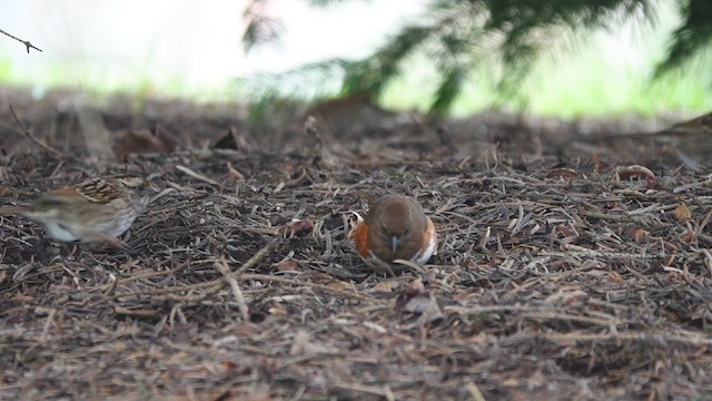 Eastern Towhee - ML445019881