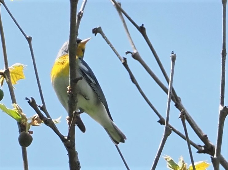 Northern Parula - ML445019951