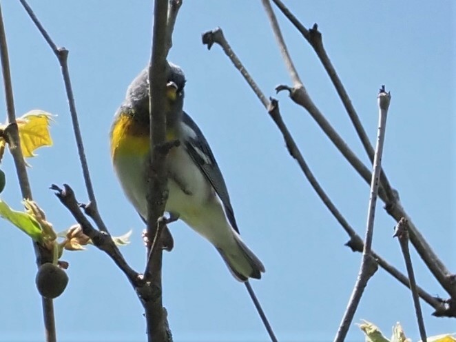 Northern Parula - ML445019961