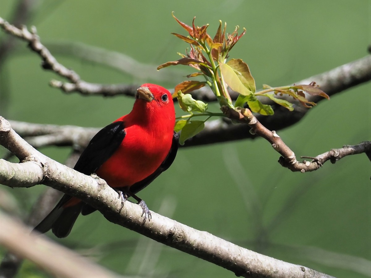 Scarlet Tanager - ML445020151
