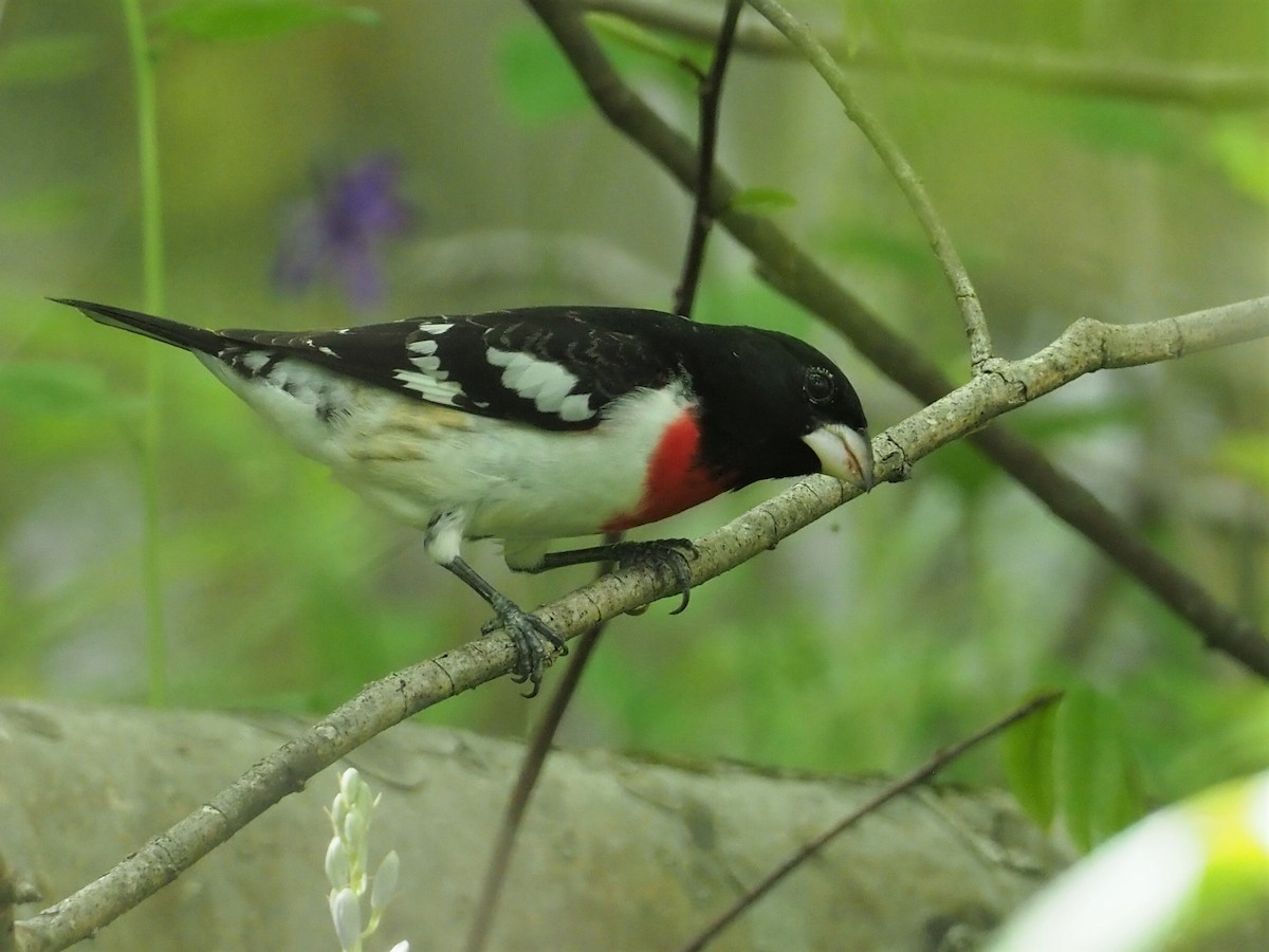 Rose-breasted Grosbeak - ML445020301