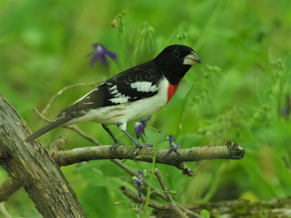 Rose-breasted Grosbeak - ML445020331