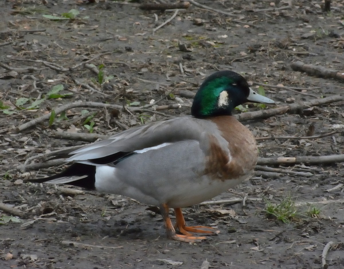 Hybride Canard d'Amérique x C. colvert - ML445020571