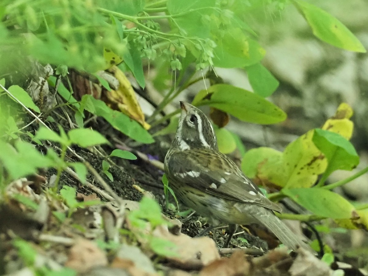 Rose-breasted Grosbeak - ML445021151