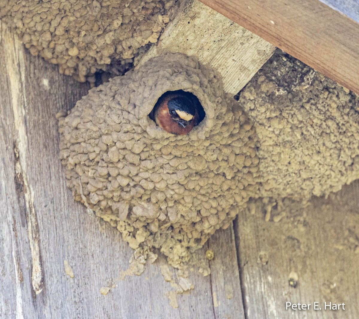 Cliff Swallow - ML445021471