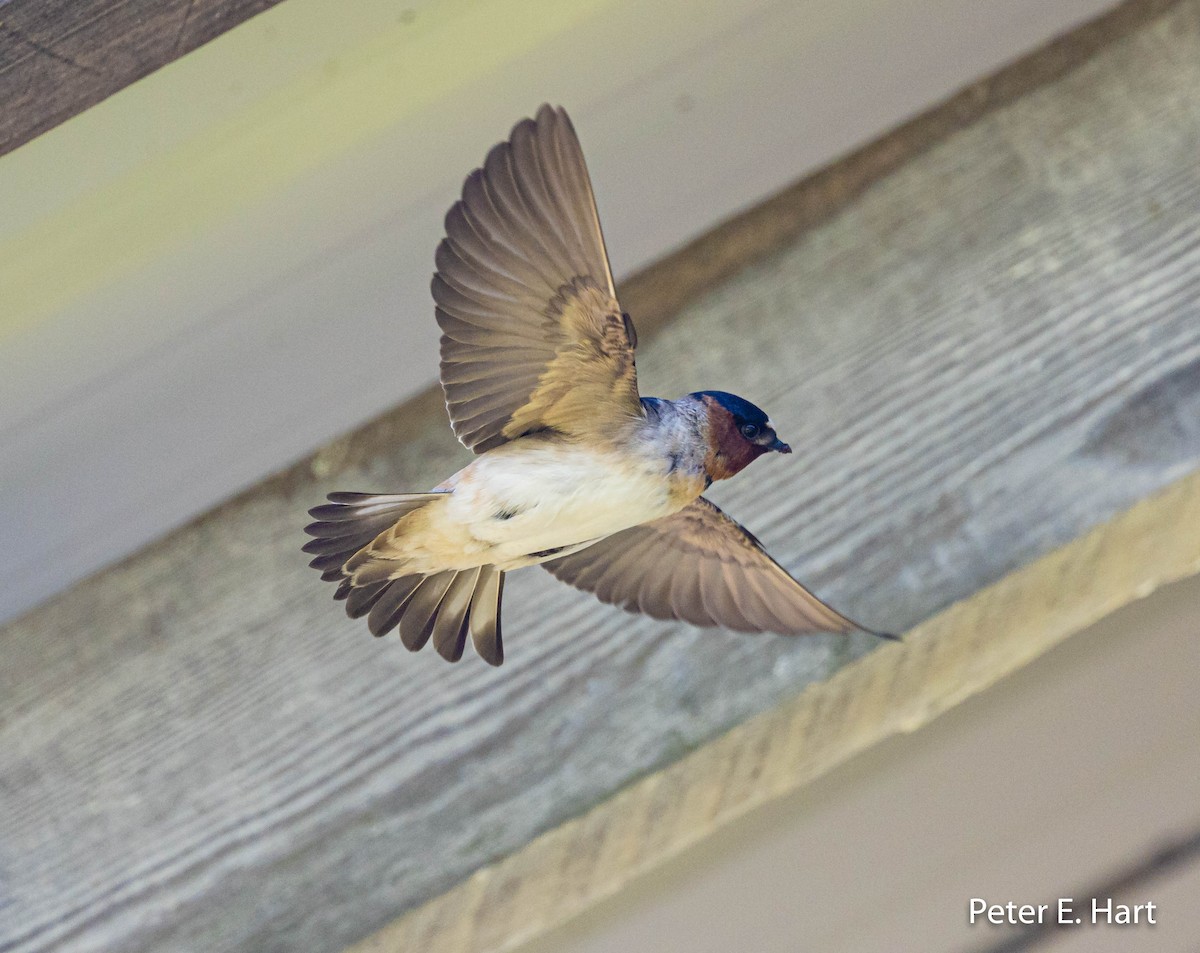 Cliff Swallow - ML445021481