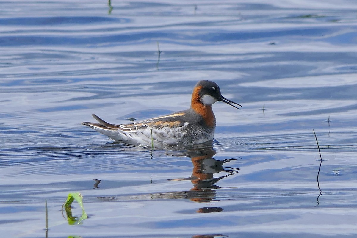 eBird Checklist - 5 May 2022 - Denman WMA--Whetstone Pond - 26 species