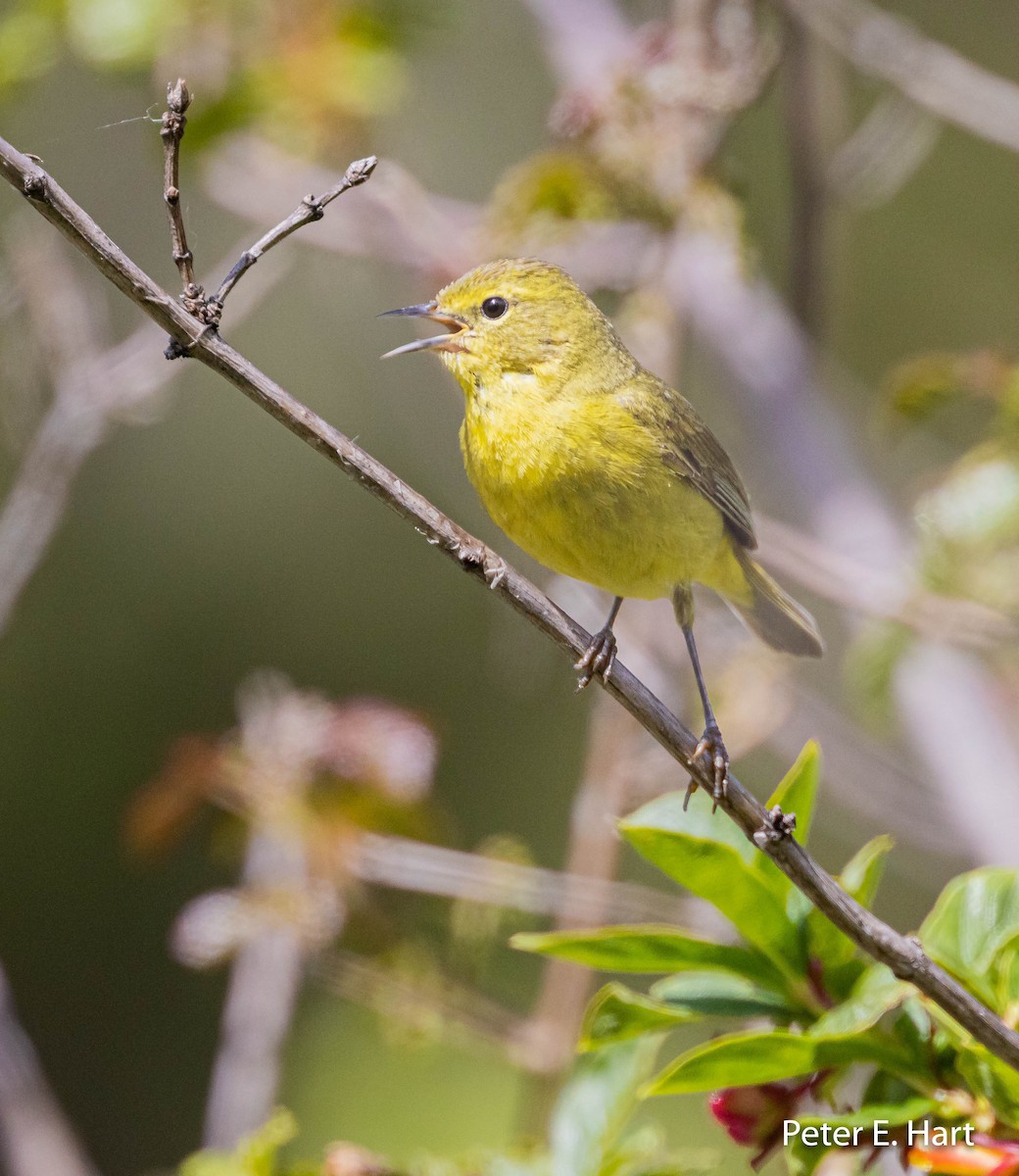 Orange-crowned Warbler - ML445021561