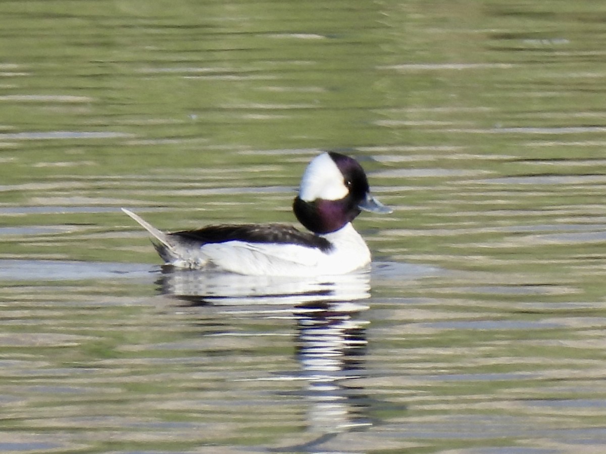 Bufflehead - ML445021821