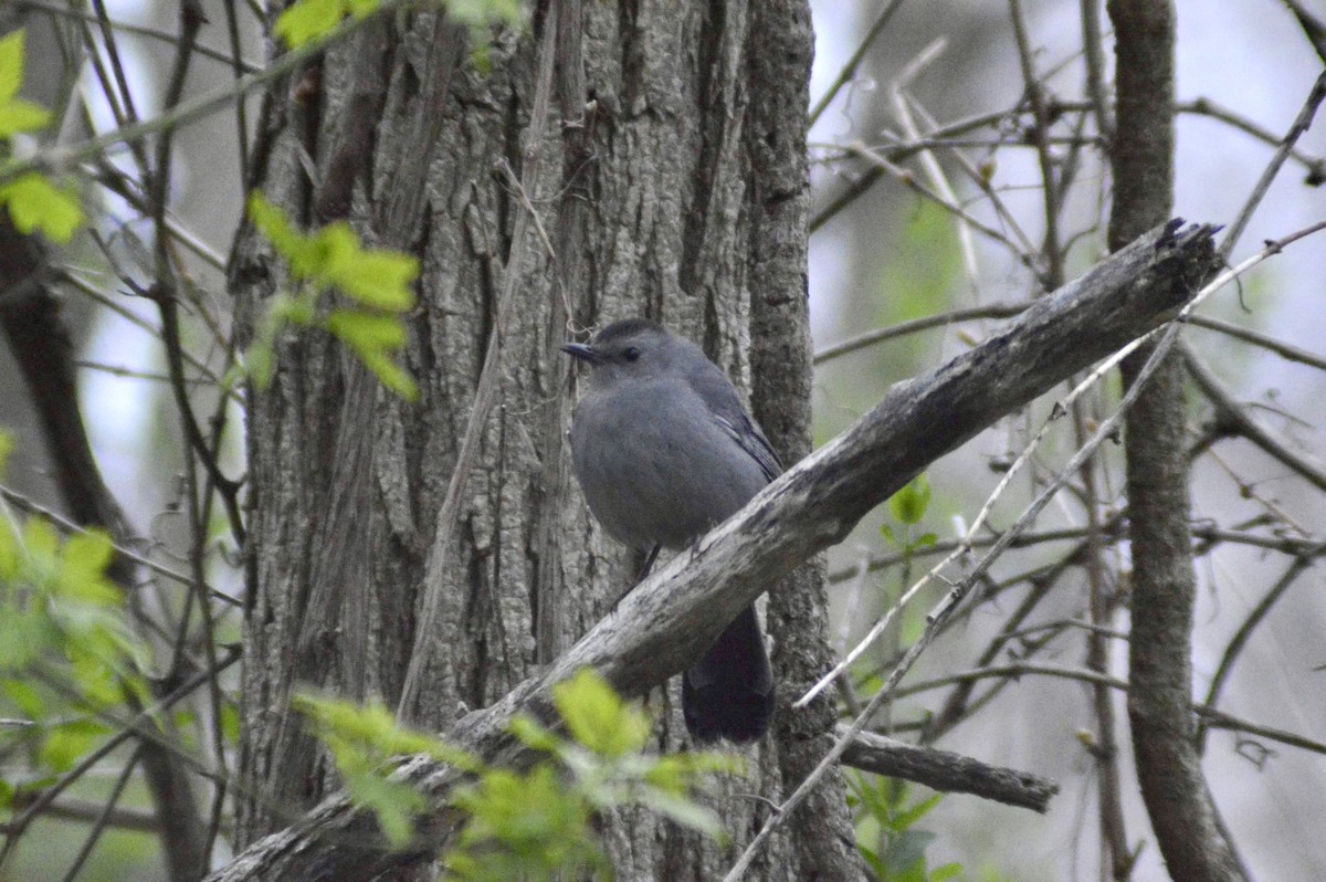 Gray Catbird - ML445022991