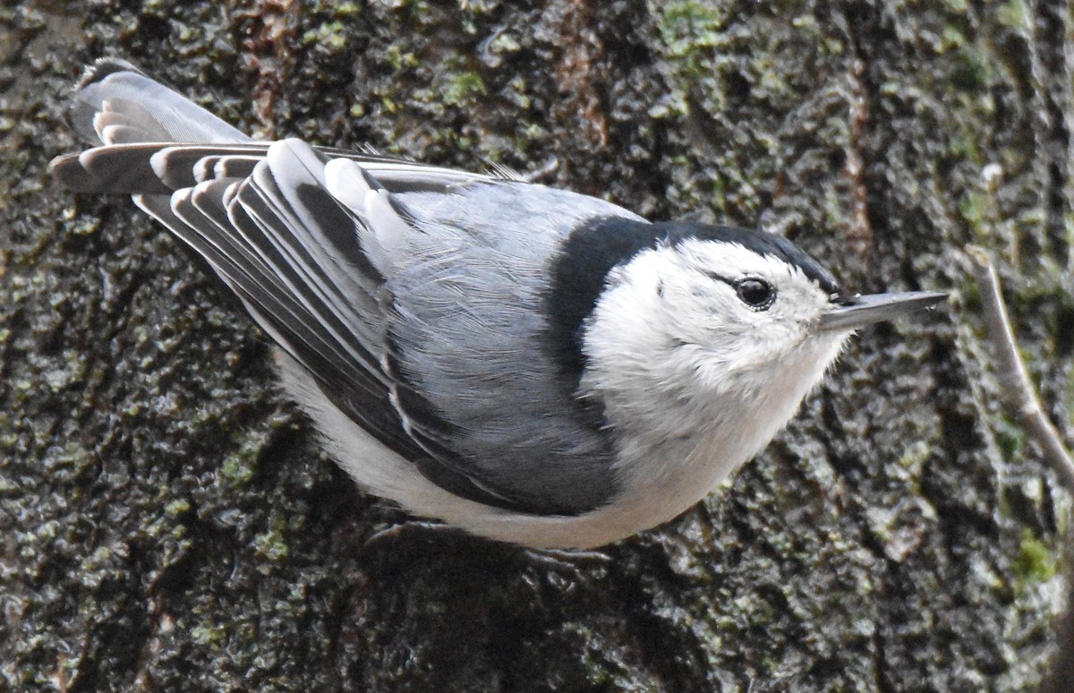 White-breasted Nuthatch - ML445023011