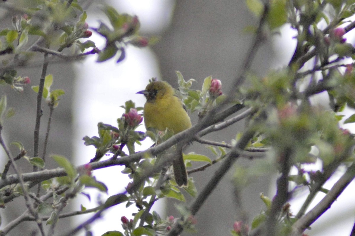 Orchard Oriole - ML445023031