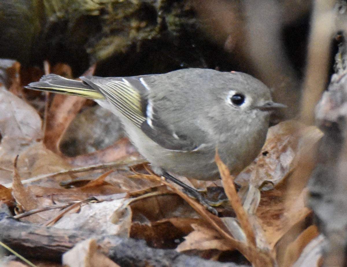 Ruby-crowned Kinglet - ML445023951