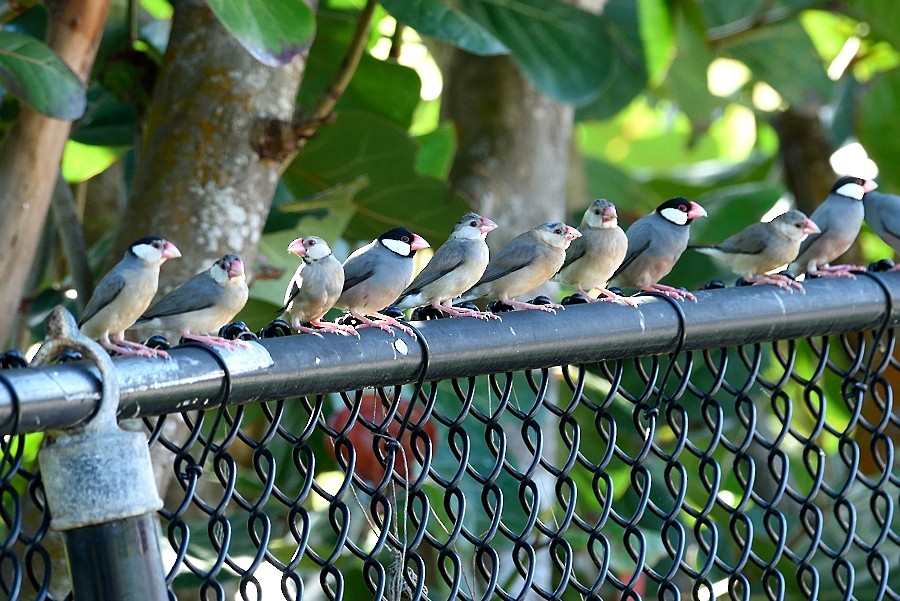 Java Sparrow - Pedro Santana