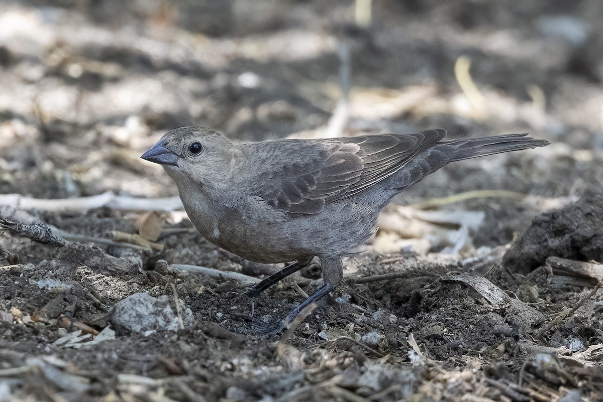 Brown-headed Cowbird - ML445024881