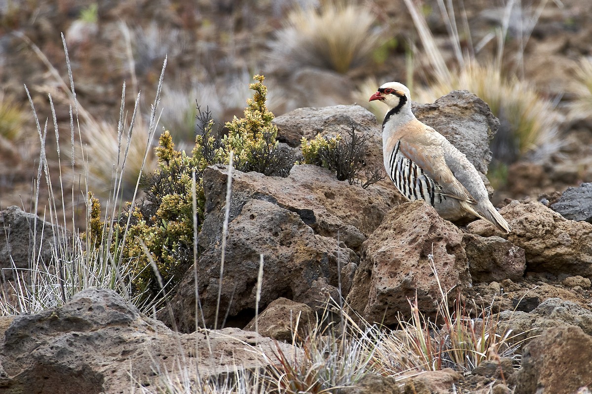Chukarhuhn - ML445028571