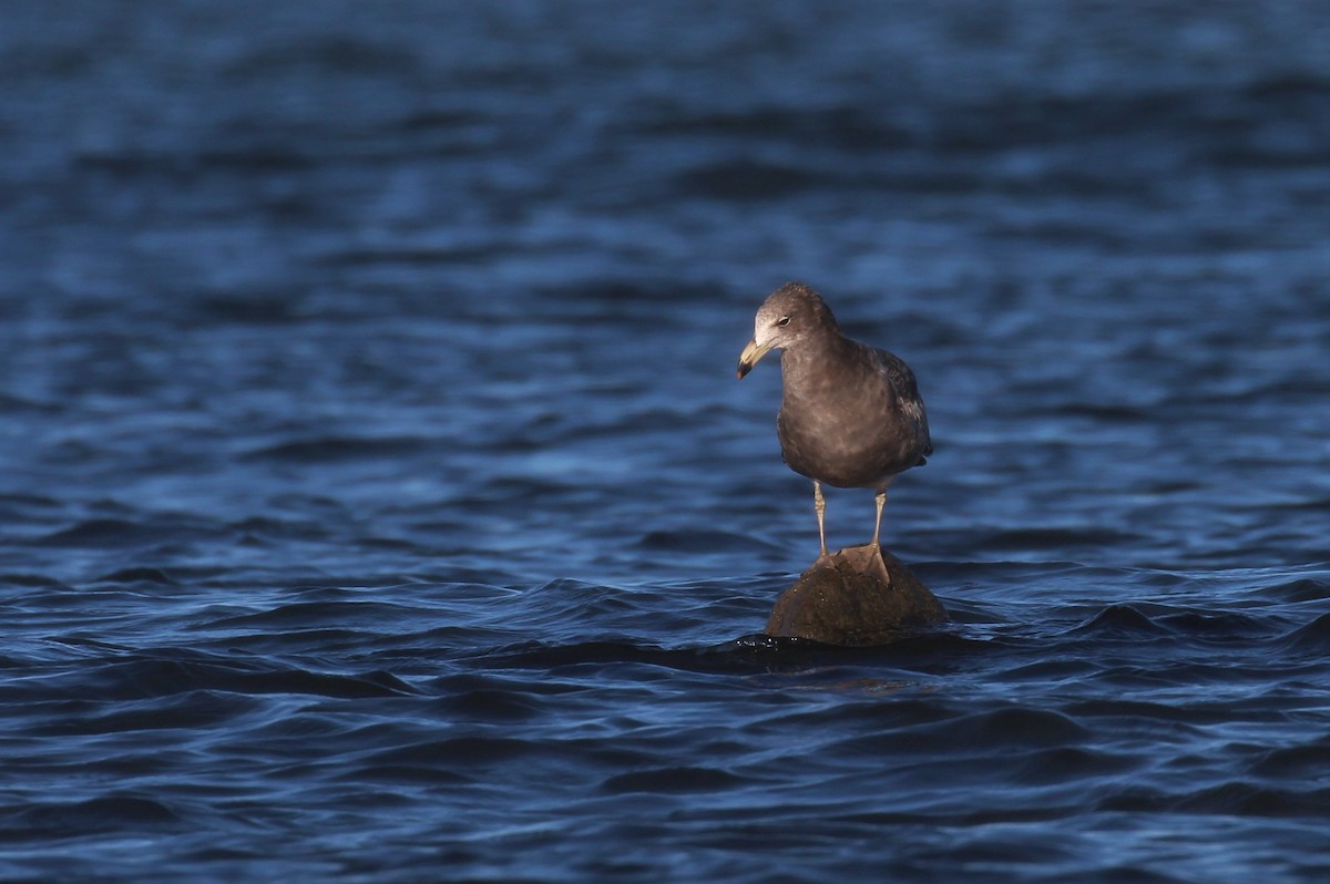 Olrog's Gull - Gustavo Fernandez Pin