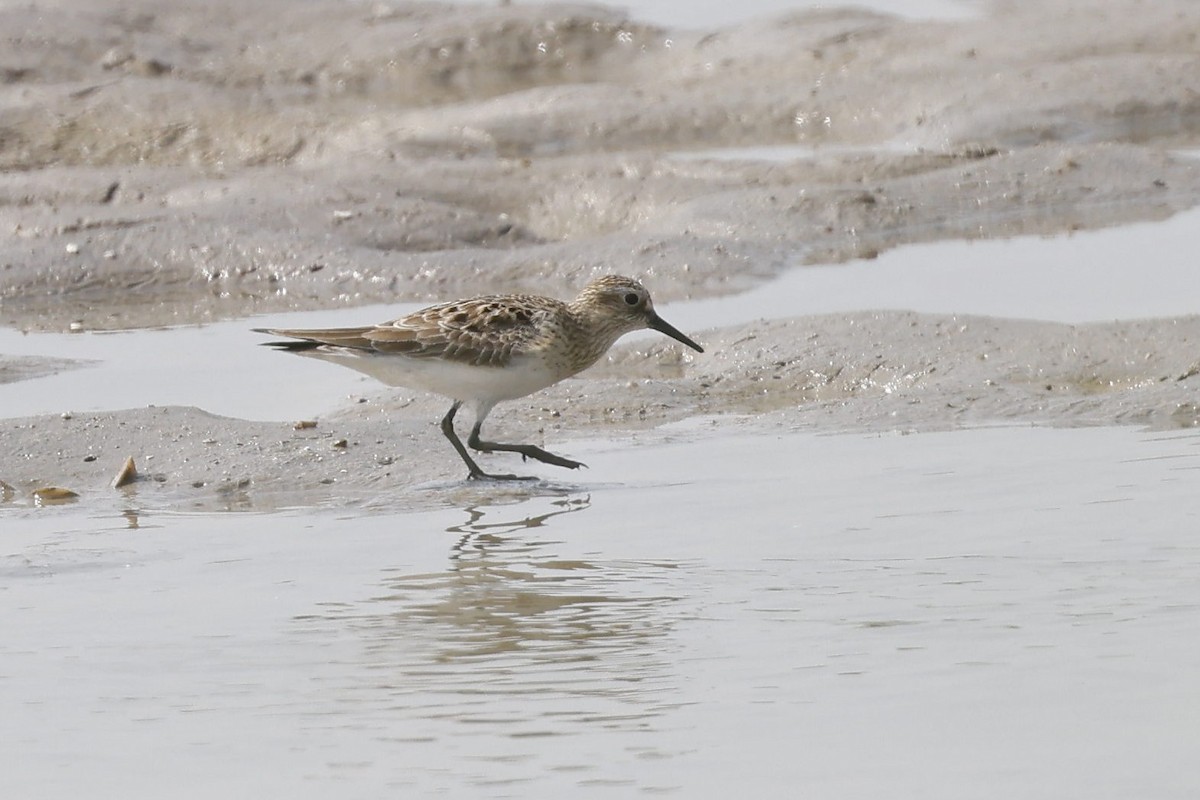 Baird's Sandpiper - Peggy Rudman