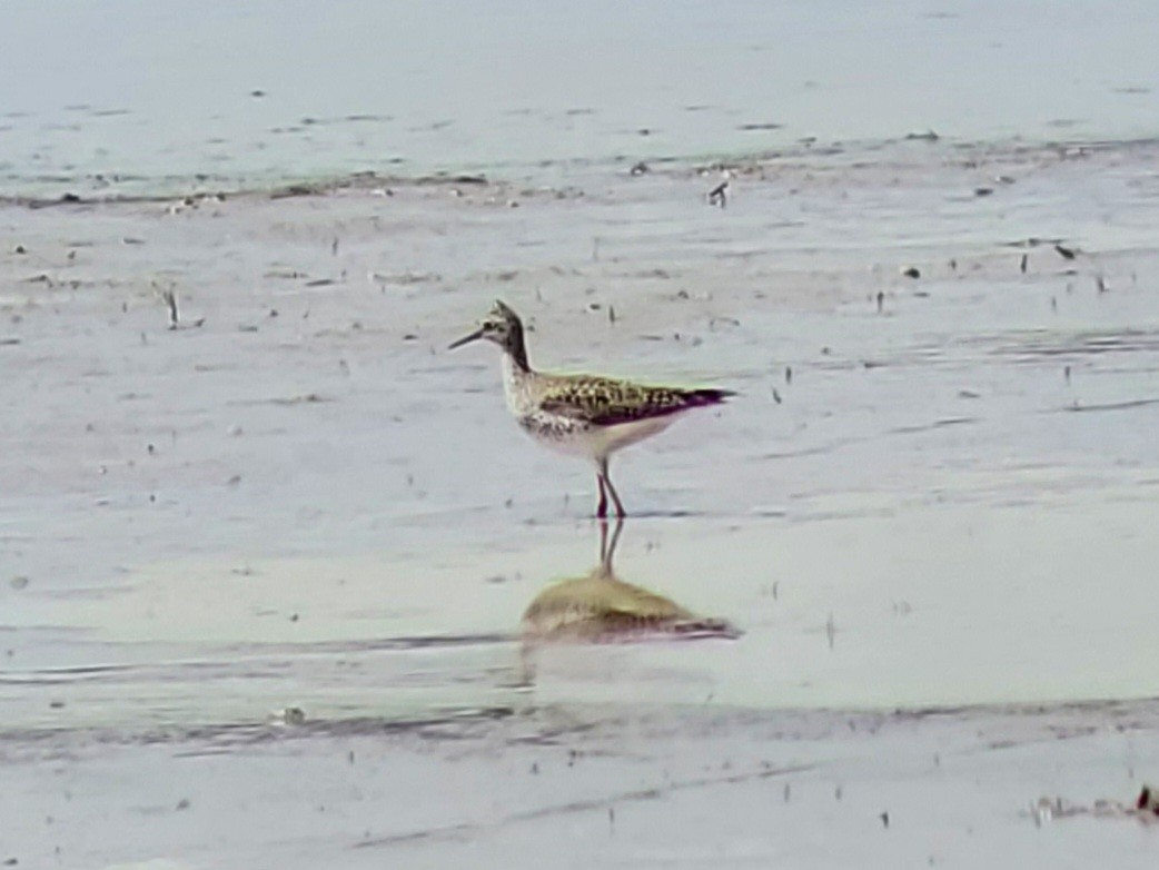 Lesser Yellowlegs - ML445030671