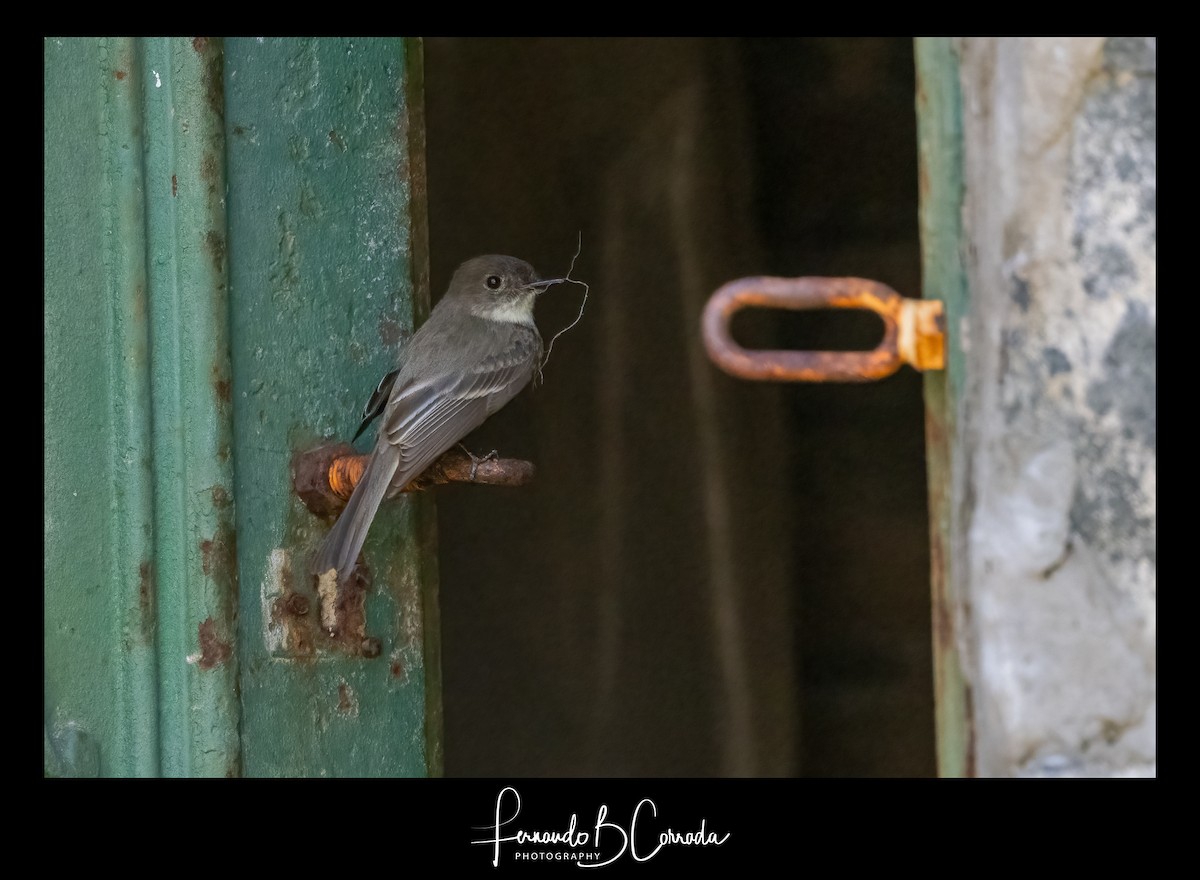 Eastern Phoebe - ML445030771