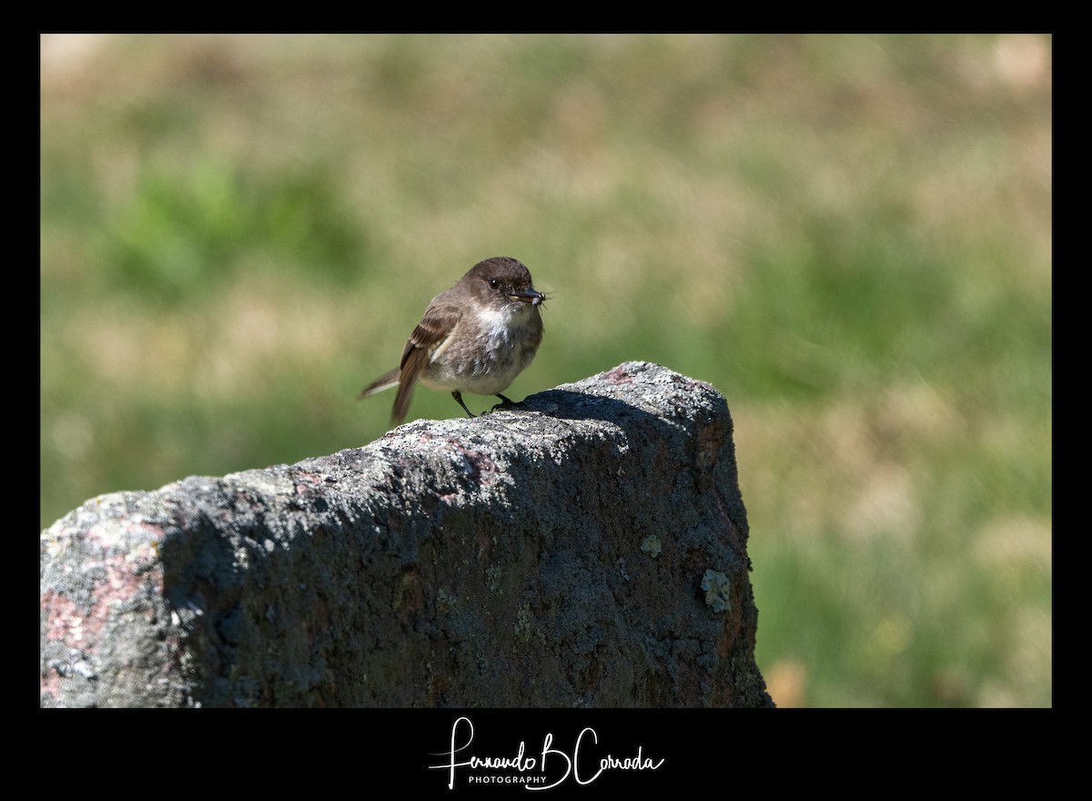 Weißbauch-Phoebetyrann - ML445030781