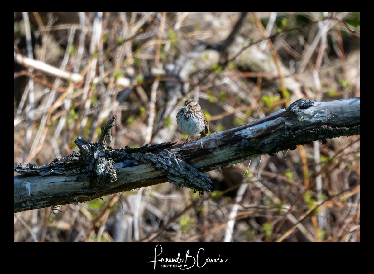 Song Sparrow - ML445031921