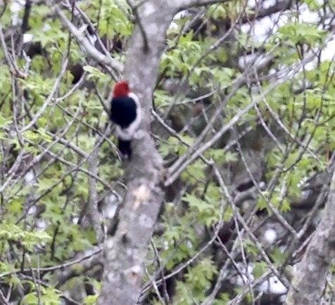 Red-headed Woodpecker - ML445032591