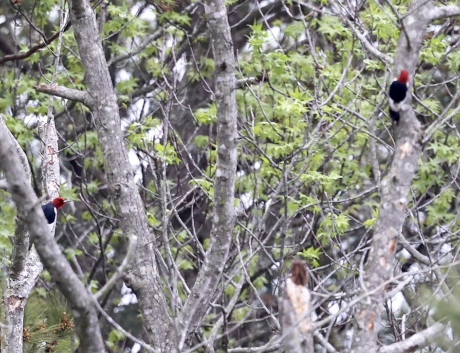 Red-headed Woodpecker - ML445032611