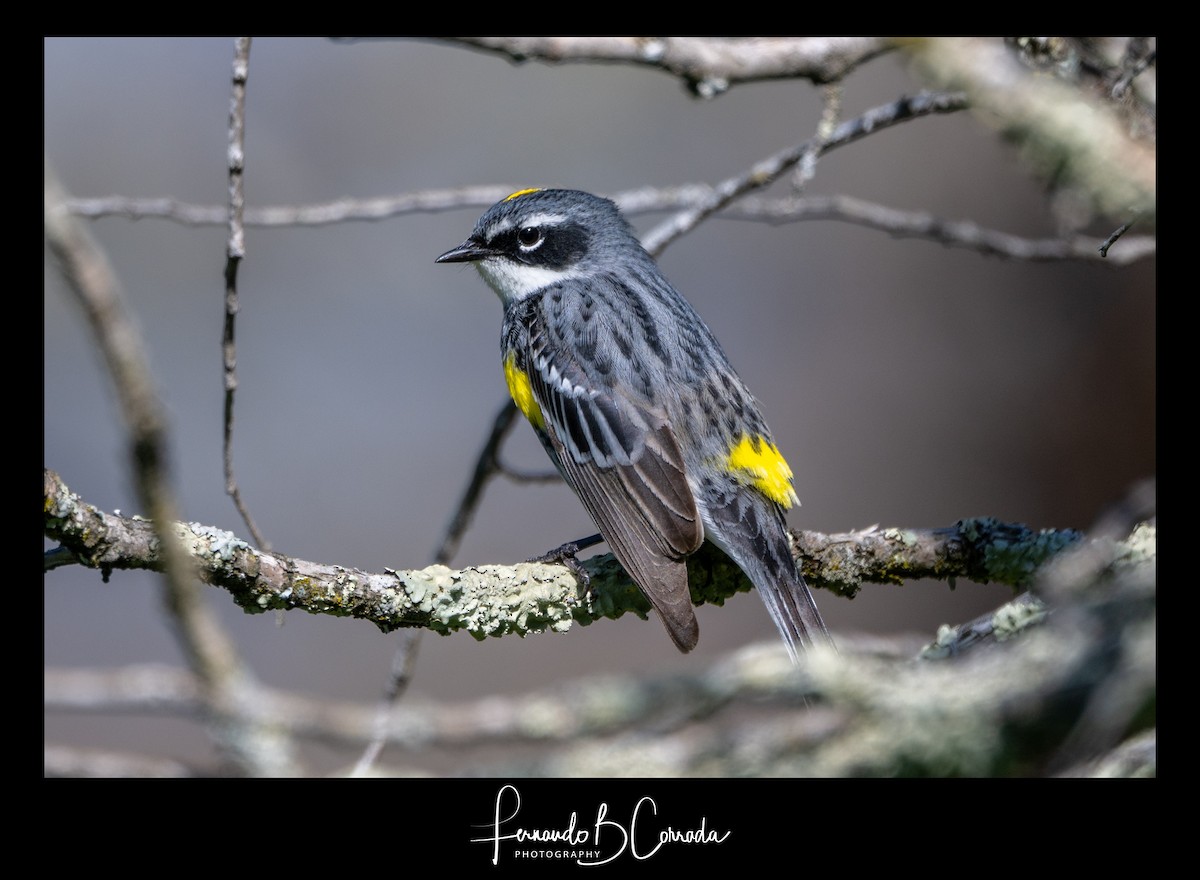 Yellow-rumped Warbler (Myrtle) - ML445032891
