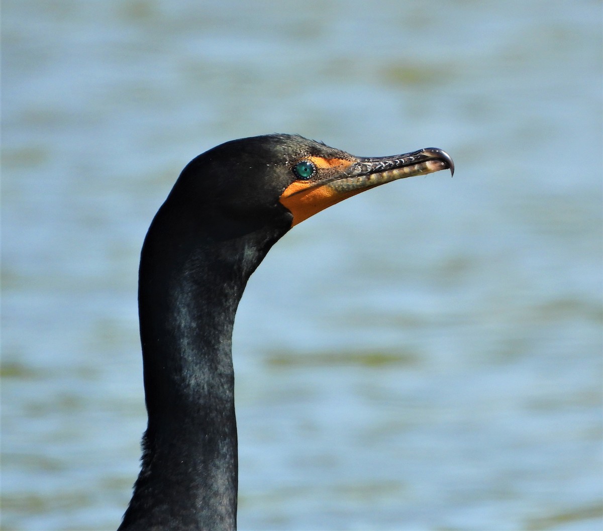 Double-crested Cormorant - ML445033121