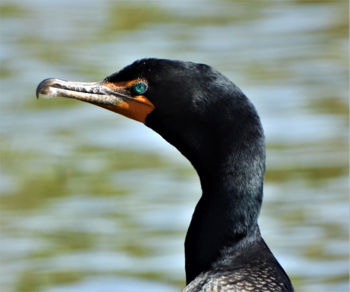Double-crested Cormorant - ML445033191