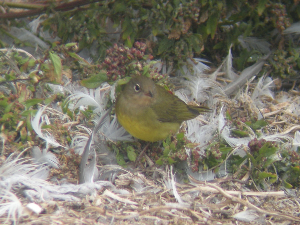 Connecticut Warbler - ML44503501