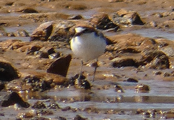 Red-capped Plover - ML445035171