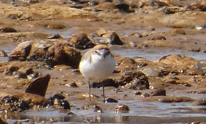 Red-capped Plover - ML445035181