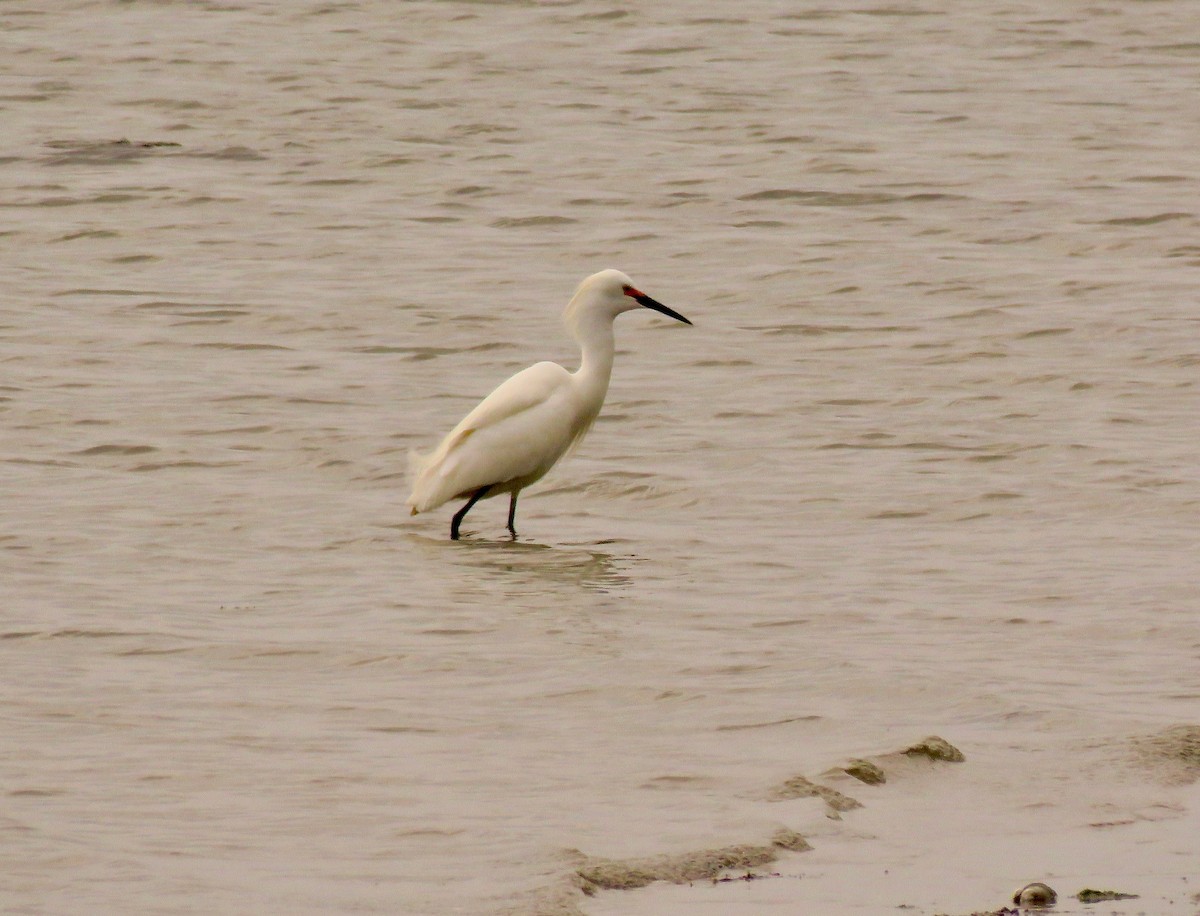 volavka bělostná - ML445035691