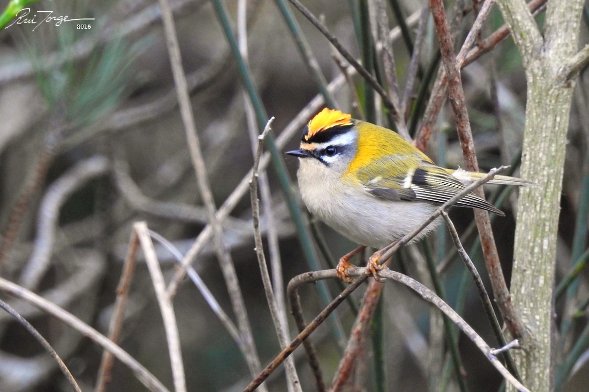 Common Firecrest - Rui Jorge